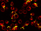 intracellular compartments