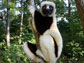 an adult Coquerel's Sifaka