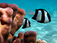 coral reef fish species
