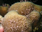 coral spawning