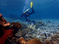 a diver checks on restoration structures called 
