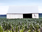 image if a barn in the middle of a corn field