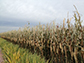 corn growing in China's Heilongjiang Province