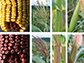 red pigments show up in various corn plant tissues