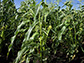 corn plant stalk