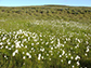 cottongrass