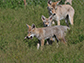seven-week-old coyote pups