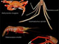 a montage of the deep-sea crustaceans