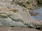 a crocodile