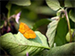 butterfly on a leaf