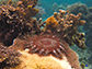 a crown-of-thorns sea star is shown on a coral reef