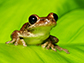 Cuban Tree Frog