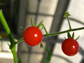 the wild currant tomato