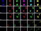 living cells treated with a new fluorescent cyanine dye