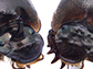 heads of horned and cyclopic beetles