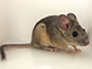 a desert woodrat