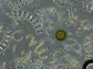 diatom species
