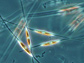 a diatom