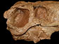Part of dinosaur fossil