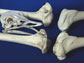 two sets of dinosaur bones