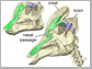 reconstruction of dinosaur skull