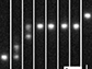 fluorescent stained DNA molecules