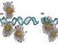 clusters of nanoparticles and strands of DNA