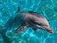 a bottlenose dolphin