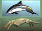 white-sided dolphin and the walking whale