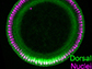 dorsal proteins; green