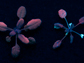fluorescent quantum dots in the plant leaves