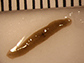 a double-headed flatworm