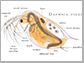 diagram of Daphnia pulex
