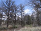 dried trees in a forest