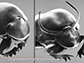 Dung_beetles with differing horn lengths