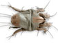 an image of an American house dust mite