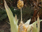 a deformed ear of corn