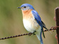 the Eastern Bluebird
