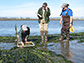 eelgrass beds