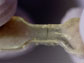 a close-up of an elastic polymer