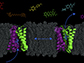 transporter protein -- called EmrE