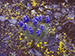 endemic plants at Table Mountain