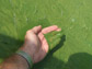 hand with harmful algal bloom in Lake Eerie