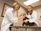 veterinarians perform a feline exam