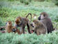 female baboons