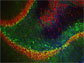 block production of FGF9 in rat brains