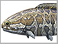 a fossil fish life reconstruction