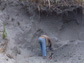 a researcher gathers samples from a deposit