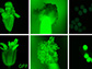 variants of wild-type Arabidopsis plants