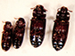 flour beetle, Tribolium castaneum
